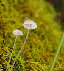 Mycena austrofilopes