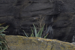 Rhipidura fuliginosa penita