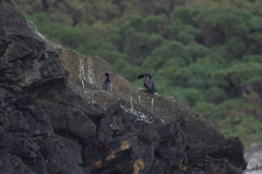 Phalacrocorax featherstoni