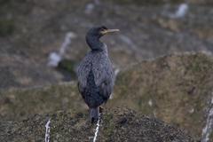 Phalacrocorax featherstoni