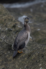 Phalacrocorax featherstoni