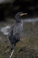 Phalacrocorax featherstoni