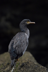 Phalacrocorax featherstoni