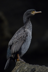 Phalacrocorax featherstoni