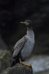 Phalacrocorax featherstoni