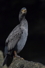 Phalacrocorax featherstoni