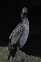 Phalacrocorax featherstoni