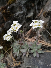 Schivereckia podolica