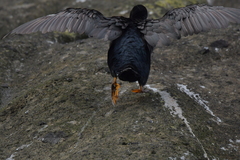 Phalacrocorax featherstoni