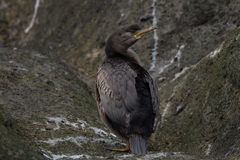 Phalacrocorax featherstoni