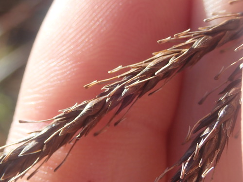 Carex uncinata