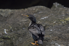Phalacrocorax featherstoni