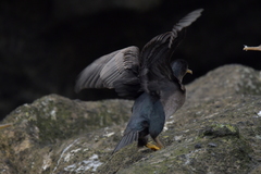 Phalacrocorax featherstoni