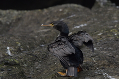 Phalacrocorax featherstoni
