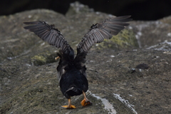 Phalacrocorax featherstoni