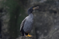 Phalacrocorax featherstoni