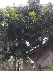 Mangifera indica