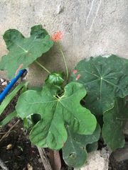Jatropha podagrica