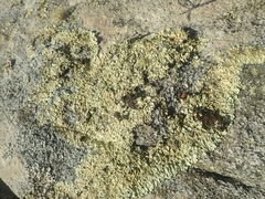 Flavoparmelia haysomii