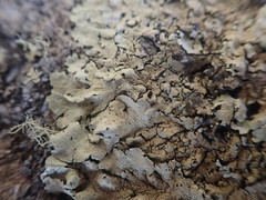 Flavoparmelia haysomii