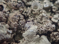 Flavoparmelia haysomii