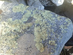 Flavoparmelia haysomii