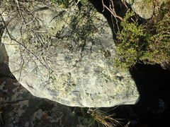 Flavoparmelia haysomii