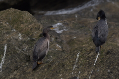 Phalacrocorax featherstoni