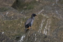 Phalacrocorax featherstoni