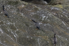 Phalacrocorax featherstoni