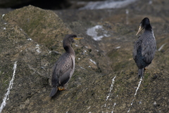 Phalacrocorax featherstoni