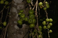 Ficus congesta