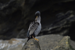 Phalacrocorax featherstoni