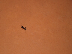 Camponotus sylvaticus