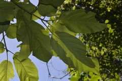 Ficus congesta