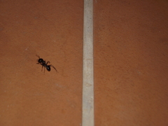 Camponotus sylvaticus