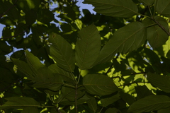 Ficus congesta
