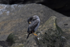 Phalacrocorax featherstoni