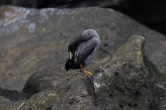 Phalacrocorax featherstoni