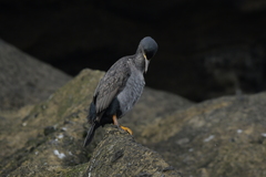 Phalacrocorax featherstoni