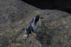 Phalacrocorax featherstoni