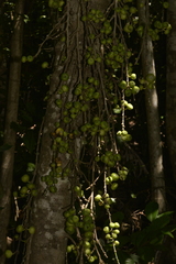 Ficus congesta