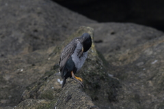 Phalacrocorax featherstoni