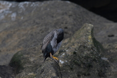 Phalacrocorax featherstoni