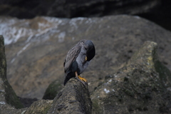 Phalacrocorax featherstoni
