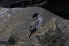 Phalacrocorax featherstoni