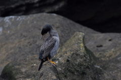 Phalacrocorax featherstoni