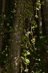 Ficus congesta