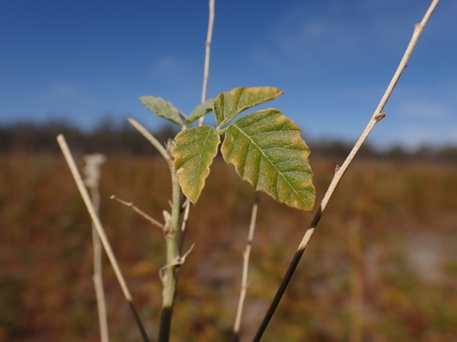 Image of Hoary Scurf-pea by (c) Nina Kerr, some rights reserved (CC BY)