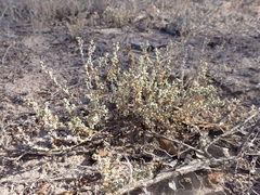 Atriplex pumilio
